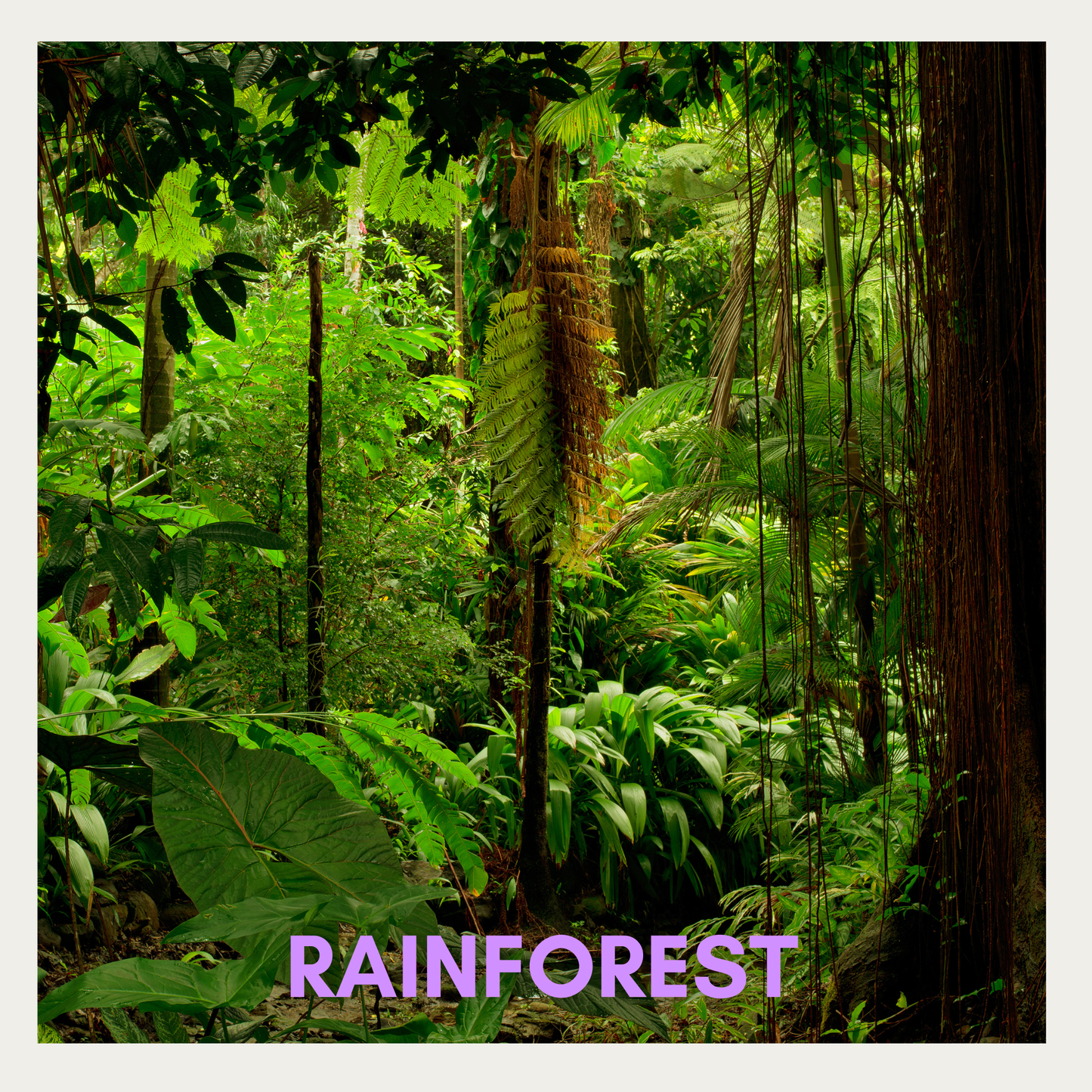 Rainforest - Fragrance Oil