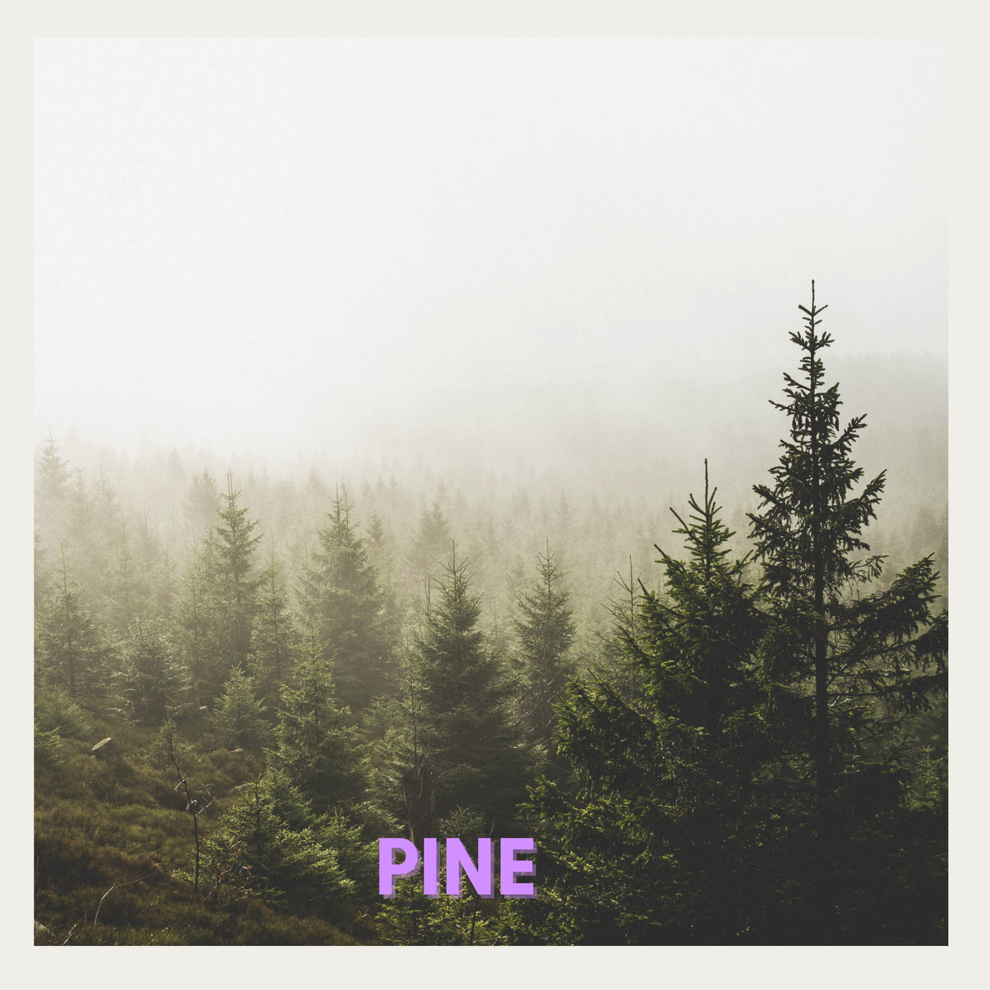 Pine - Fragrance Oil