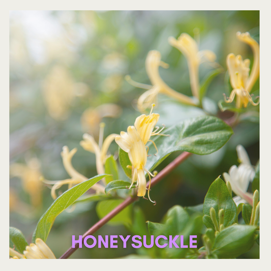 Honeysuckle- Fragrance Oil